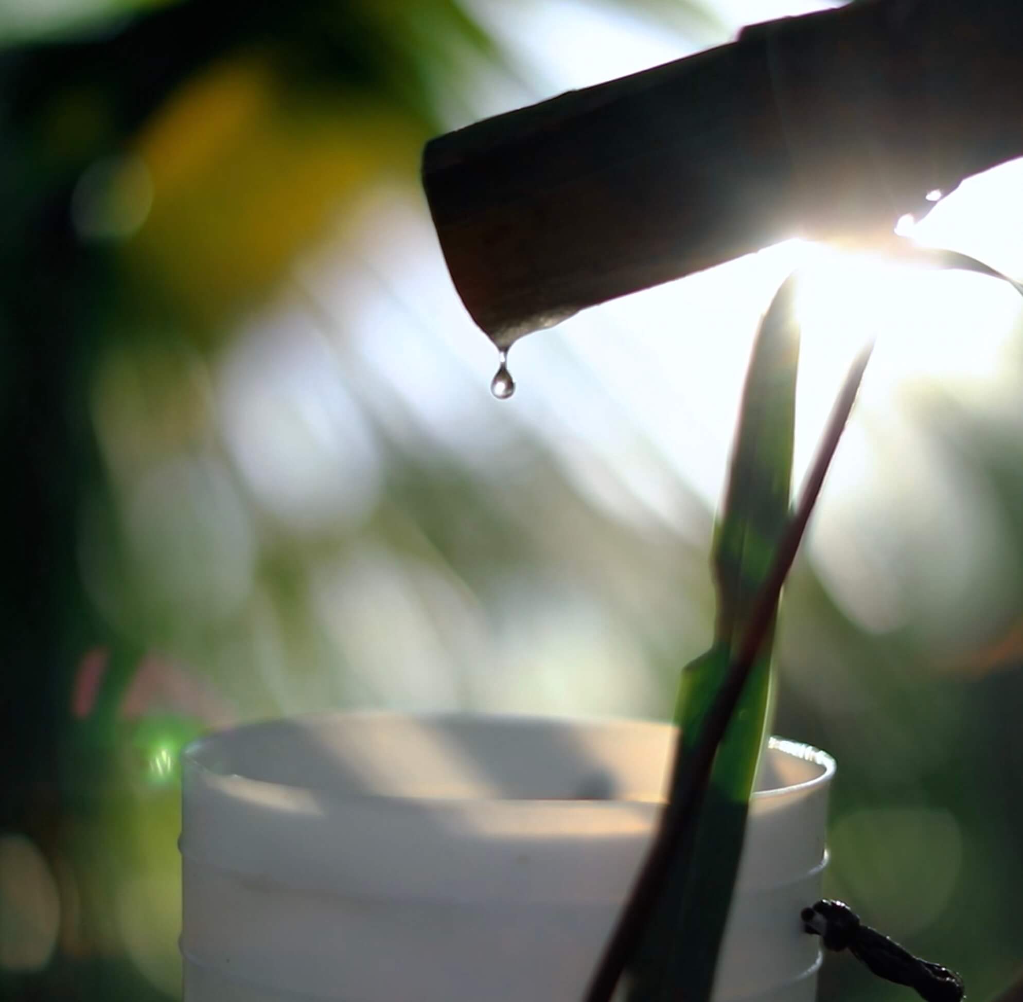 Lionheart Farms in Palawan, Philippines